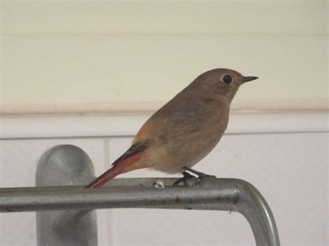 小鳥飛進家裡怎麼辦|【鳥來家裡】「家中突然來了一隻鳥，你知道它帶來了。